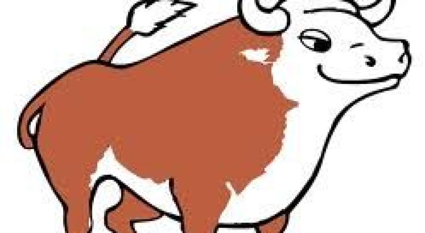 bull